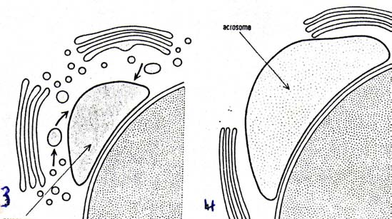 3 Exemple: Formation de l acrosome des spermatozoïdes: (figure 3) Au cours de la spermatogénèse, les dictyosomes se regroupent près du noyau du futur spermatozoïde.