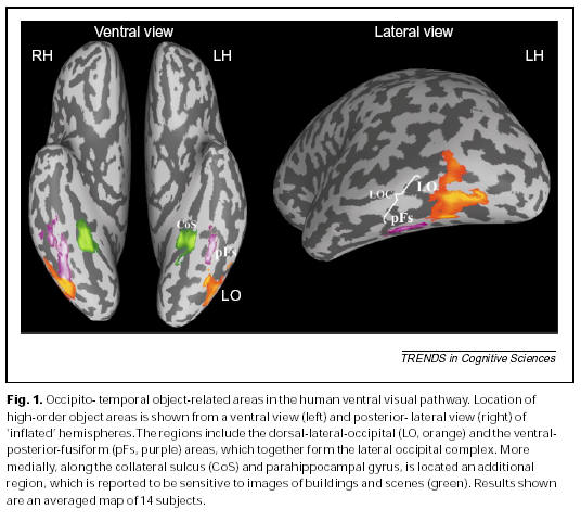 Reconnaissance de visage chez l humain Cortex temporal ventral: fusiform face area (FFA) IRMf montre l activité ici
