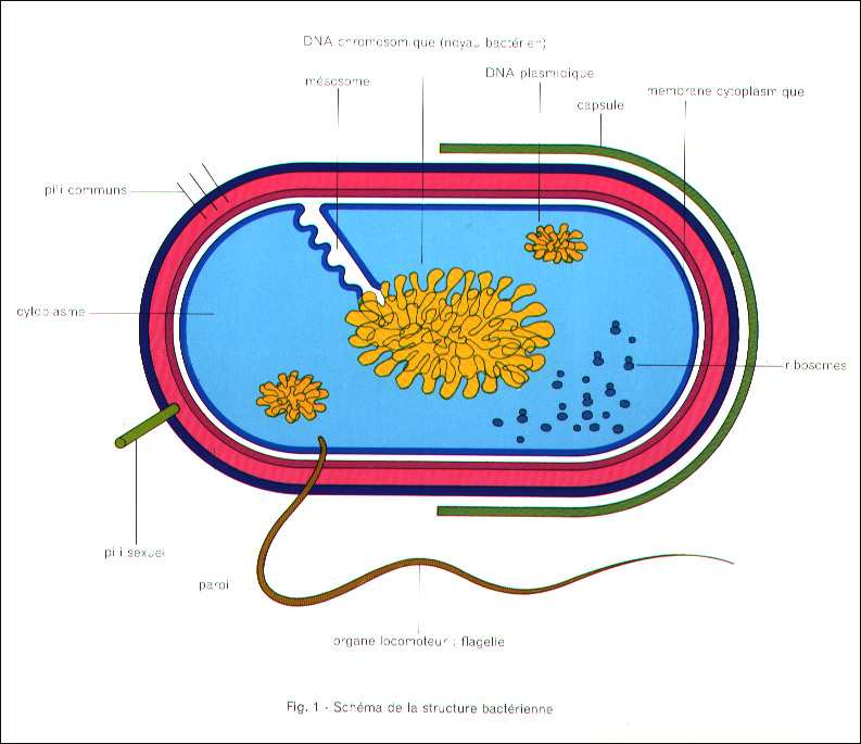 La cellule bactérienne ADN chromosomique (noyau bactérien) ADN plasmidique Capsule