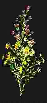 Paul Bourke http://astronomy.swin.edu.au/pbourke/modelling/plants/ Systèmes de Lindenmeyer 3.2.7 Conclusions (fractales) Périmètre de la Corse? Embellissement cosmétique Réalité virtuelle 3.
