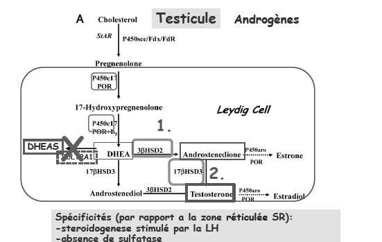 Enfin la 5αréductase permet la transformation périphérique de la testostérone en DHT. C.