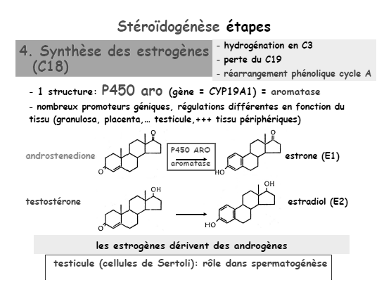 Les cellules de Sertoli : au départ on disait qu il n y avait pas de production d hormones stéroïdes vraies car il n y avait pas l équipement enzymatique pour sa synthèse.