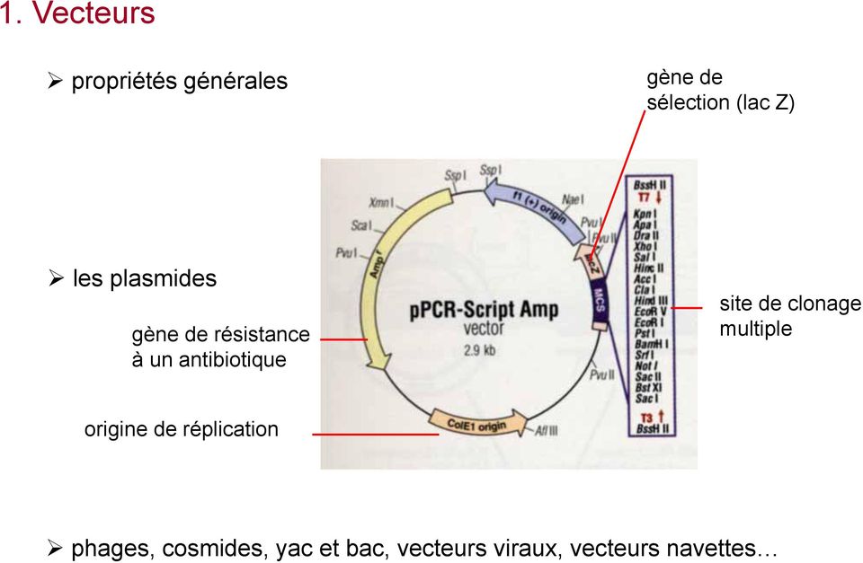 site de clonage multiple origine de réplication phages,