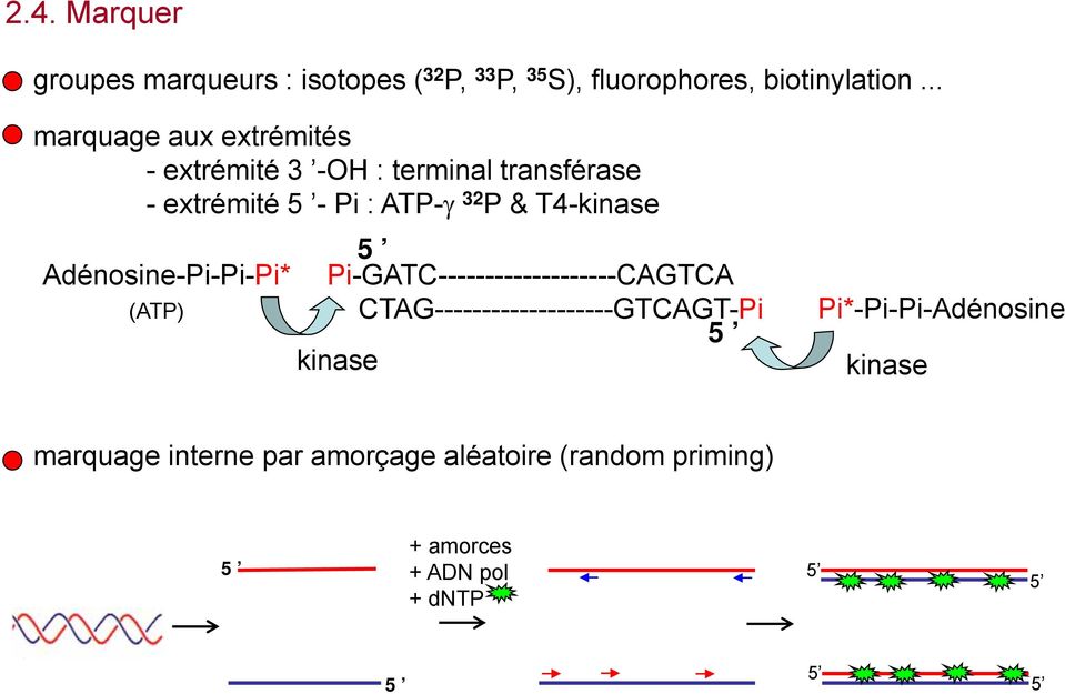 T4-kinase 5 Adénosine-Pi-Pi-Pi* Pi-GATC-------------------CAGTCA (ATP) CTAG-------------------GTCAGT-Pi 5