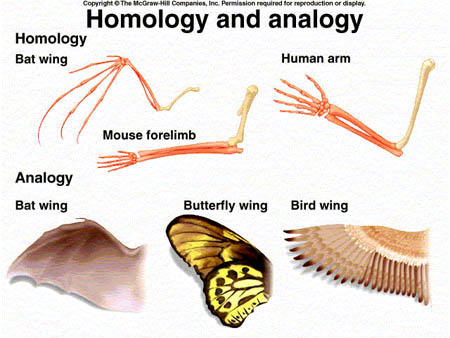 La diversité au sein des espèces Des différences entre les espèces Il y a beaucoup organismes différents qui ont des caractéristiques similaires comme : -.