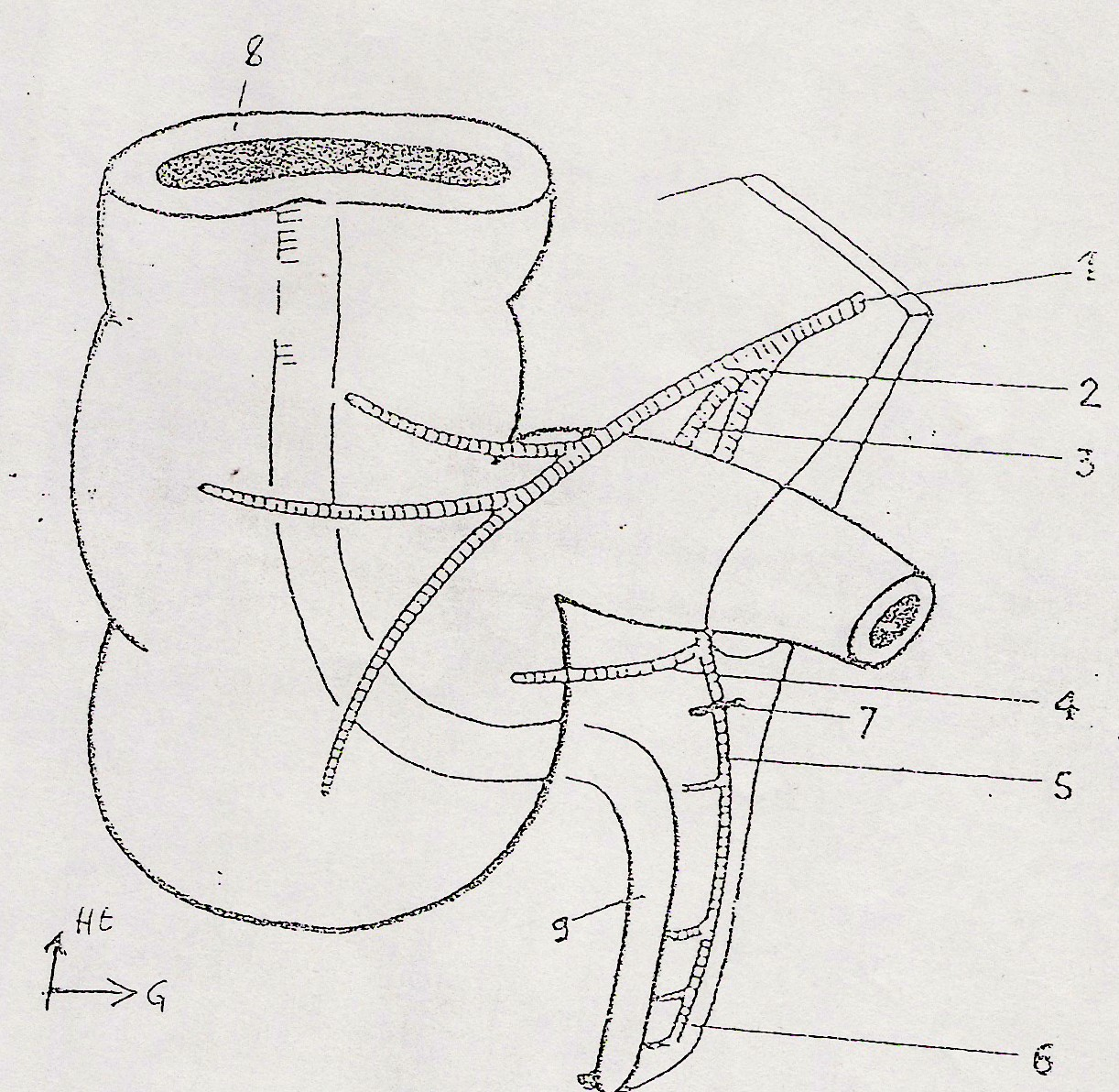 Figure 2 : Disposition anatomique classique de la région caecoappendiculaire [21] 1 : Artère iléo-cæco-appendiculaire 2 : Artère cæcale antérieure 3 : Artère