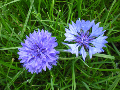 LES DIFFERENTS MELANGES «PRAIRIES FLEURIES». Sous l appellation «prairies fleuries», les semenciers proposent différents types de mélanges.