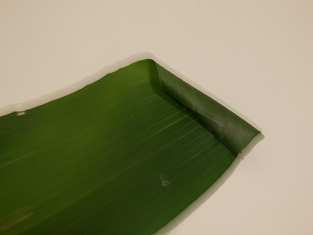 Etape 3 : Dans les feuilles de phormium, couper 3 morceaux de 30 cm. Tailler en V chacune des extrémités de ces morceaux.