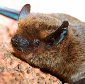 56 La génétique des chauves-souris a été utilisée dans un contexte évolutif pour déterminer si la diversité génétique que présentent les pipistrelles de Kuhl de Suisse est le fait de deux espèces