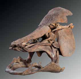 86 LES AMIS DU MUSéUM En 2014, les Amis du Muséum ont fait l'acquisition pour le Muséum d'un moulage de crâne de spinosaure, un dinosaure géant d'environ 15 mètres de long qui vivait il y a 100