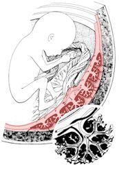 Le placenta Organe très riche en vaisseaux