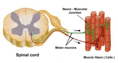 Système neuro musculaire : L unité motrice L unité motrice est