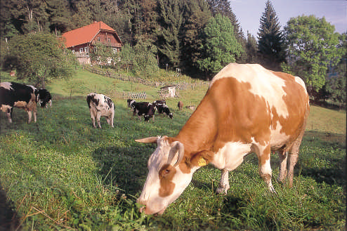 11 Exemple de calcul situation actuelle : résultat Exploitation laitière - dans les montagnes moyennes du sud de l Allemagne (agriculture conventionnelle) Cette exploitation recoit 350 /ha de