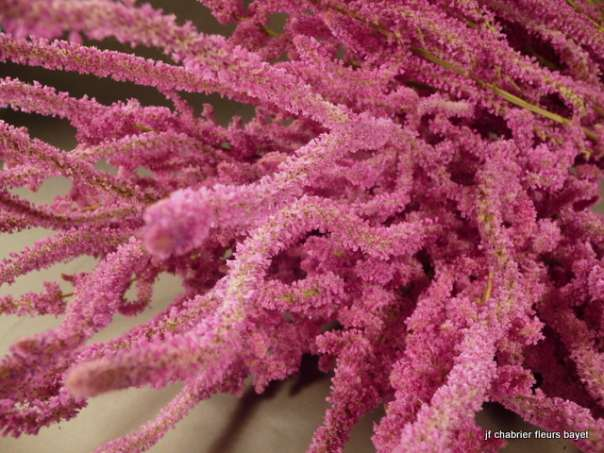 Fleur élégante, ressemble à du corail, bien pour bouquet dégradé Taille : 40 cm Taille : 50 cm