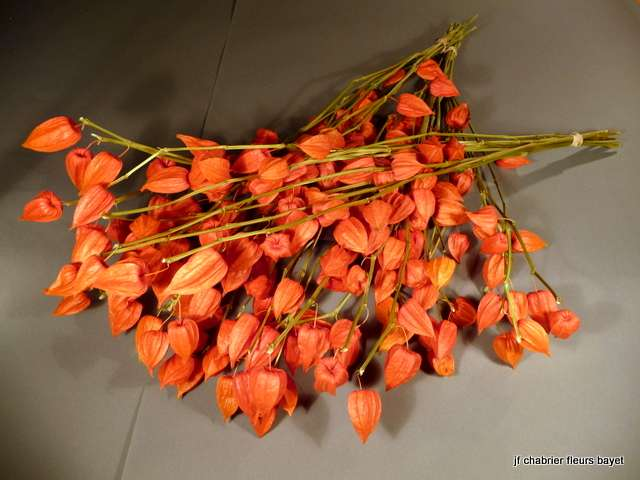 Orange très lumineux, fleur rustique Taille : 60 à 70 cm Taille : 80 à 90 cm Taille : 100 à 120 cm Prix : 8