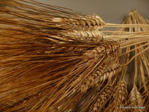 Appelé aussi «Blé des Pharaons», c est joli blé avec un grand épi de couleur foncée.