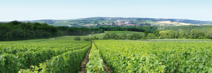 Histoire à la découverte du vignoble de l Aube La vigne remonte dans notre région à l époque du Bas Empire (284-395 ap JC). Il faudra cependant attendre le XIe siècle pour voir la vigne se développer.