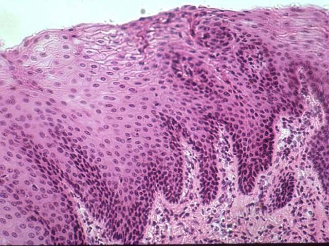 1 4 familles de tissus Épithéliums revêtement glandulaire Les ensembles de cellules qui -