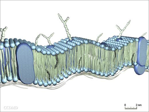 Membrane plasmique Double couche de lipides