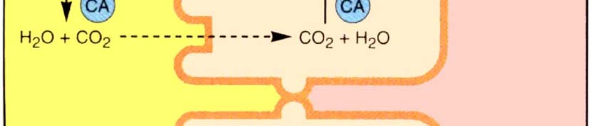 BILAN H+: sortie TUBE PROXIMAL: réabsorber les HCO3- filtrés Role de l anhydrase carbonique
