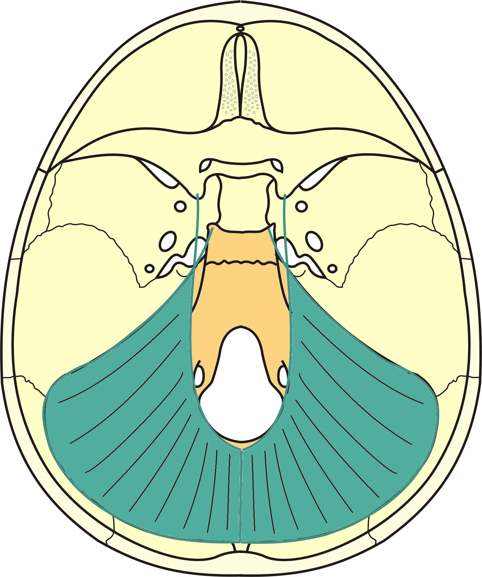 dos de la selle méat acoustique interne clivus partie basilaire foramen jugulaire partie pétreuse os temporal canal condylaire foramen magnum fosse crânienne postérieure os occipital sillon du