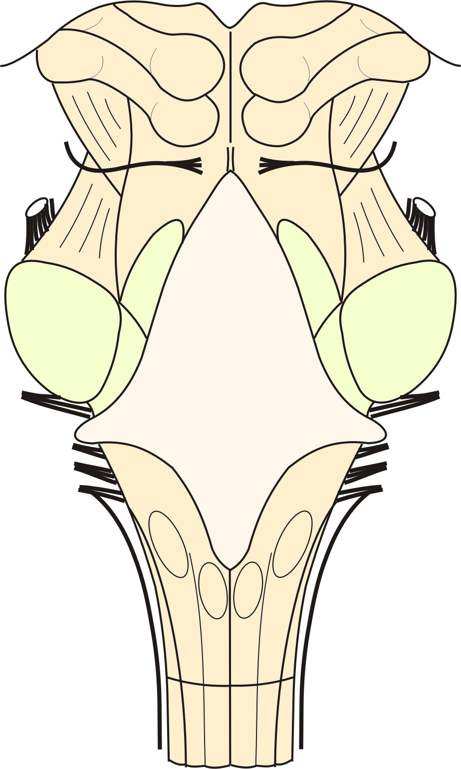 lame tectale colliculus supérieur bras du colliculus supérieur corps géniculé latéral bras du colliculus inférieur pédoncule cérébral V IV corps géniculé médial colliculus inférieur pédoncule