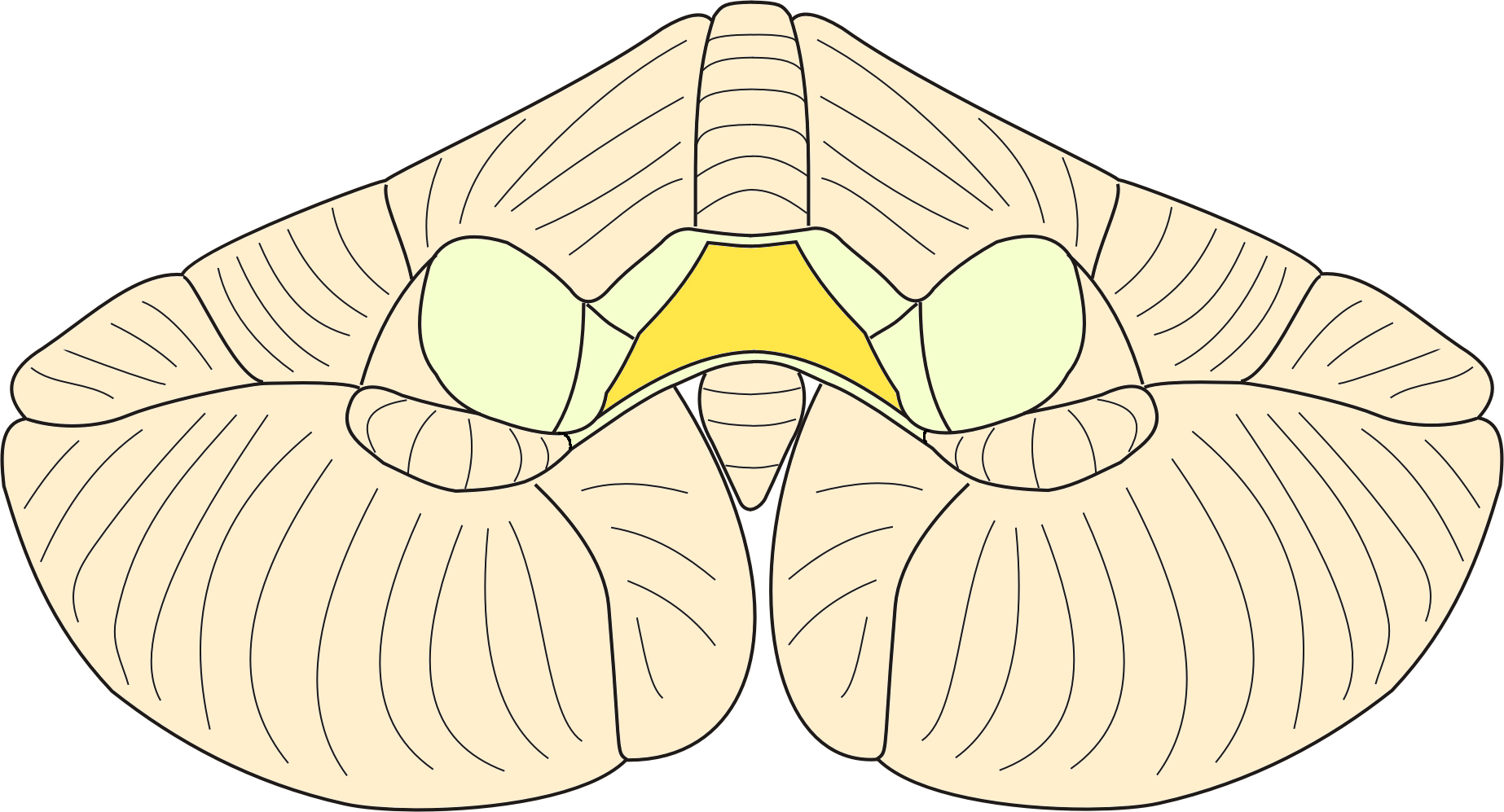 fissure primaire face supérieure fissure horizontale hémisphère flocculus face inférieure tonsille dorsal Vue latérale gauche du cervelet vermis droite face supérieure hémisphère fissure horizontale