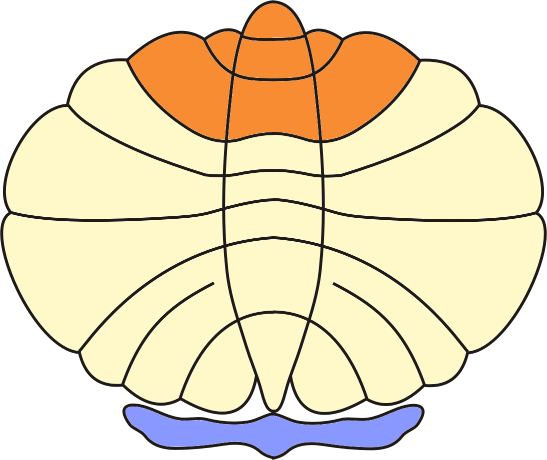 lobe ventral fissure primaire lobe dorsal dorsal lobe flocculo-nodulaire Les lobes du cervelet (coupe sagittale médiane) lingula lobule central culmen déclive folium tuber aile du lobule central