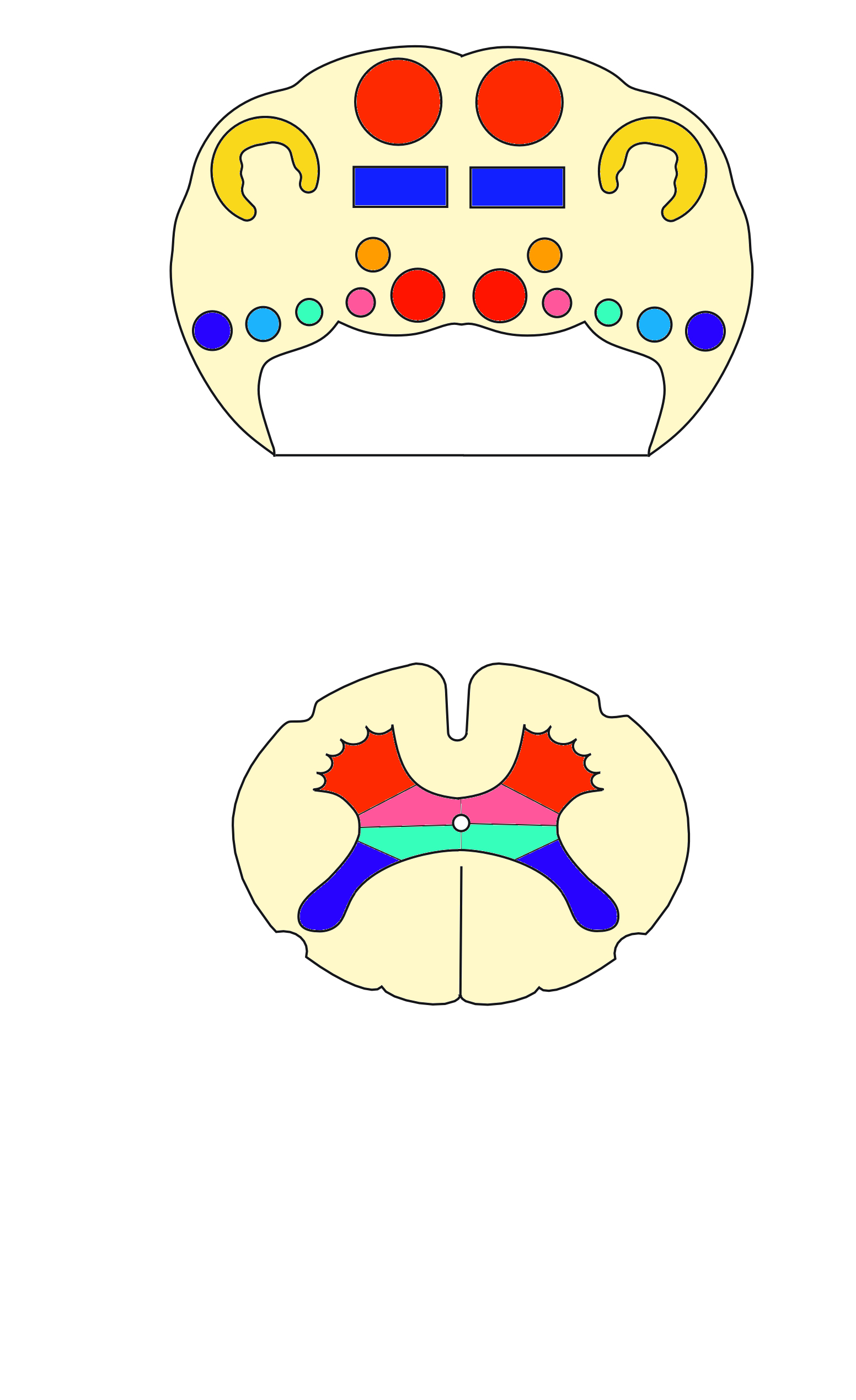 faisceau moteur faisceau sensitif centre suprasegmentaire Partie basilaire noyaux des nerfs crâniens 6 5 4 2 3 1 Tegmentum V4 sulcus limitans Moelle allongée Tectum ventral zone somato-motrice gauche