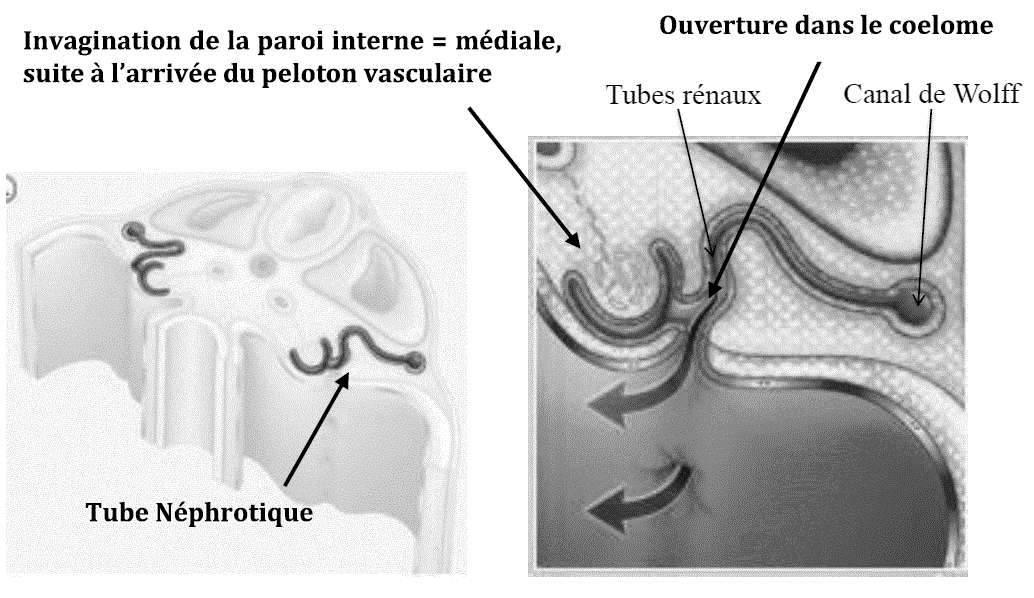 B) Le mésonephros De part et d'autre de l'intestin, on a la cavité péritonéale. L'intestin est retenu à la paroi postérieur du corps de l'embryon par du mésoblaste dorsal.