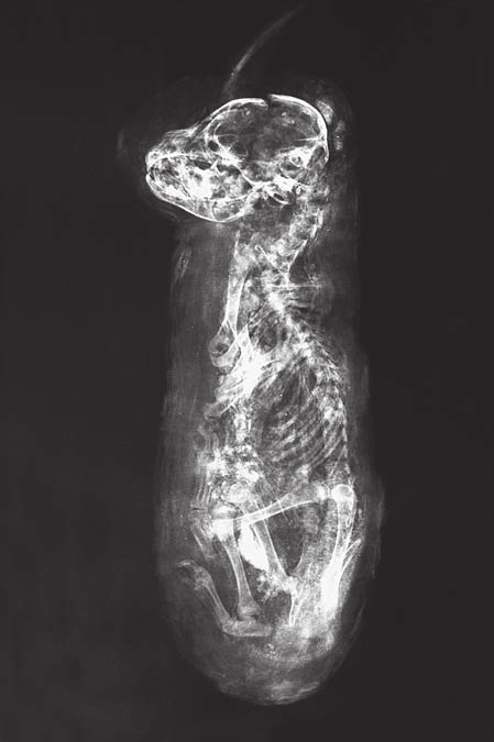 FIG. 10. Radiographie de la momie ED.C.