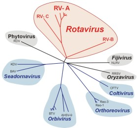 Les Rotavirus Famille des Reoviridae, ils appartiennent au genre Rotavirus. 7 groupes A à G.