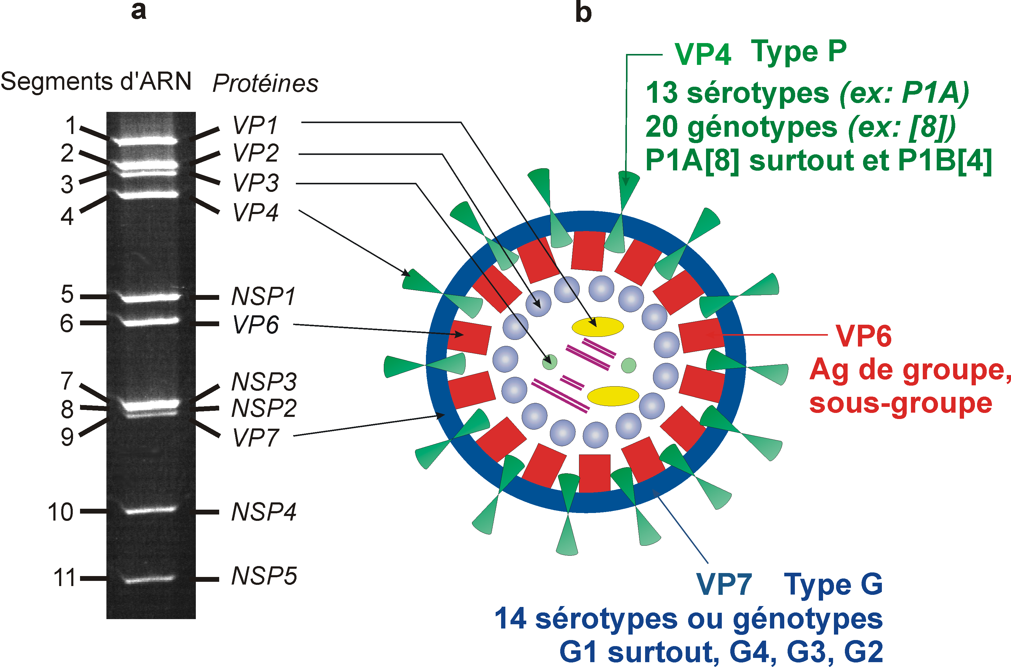 Les Rotavirus : caractéristiques génomiques Virus à ARN bi-caténaire segmenté en 11