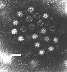 Les Astrovirus Morphologie Virus non enveloppés.