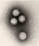 Les Adénovirus 40/41 et 31 Morphologie Virus non enveloppés.