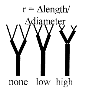 L-systems Donohue & Ascoli, 2008 Description d un point de branchaison (ramification) : Rodriguez & al.