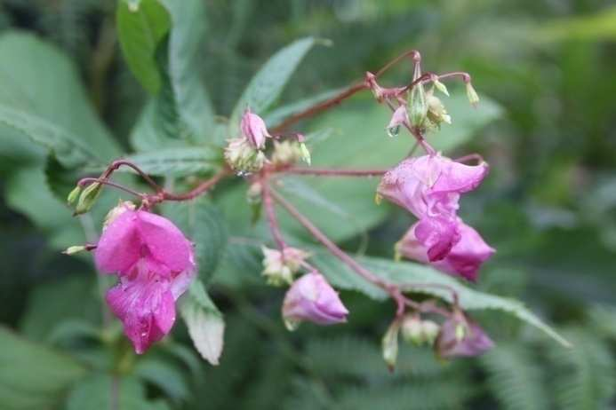flore locale : Renouées du Japon, Balsamine de l Himalaya, Sporobole d