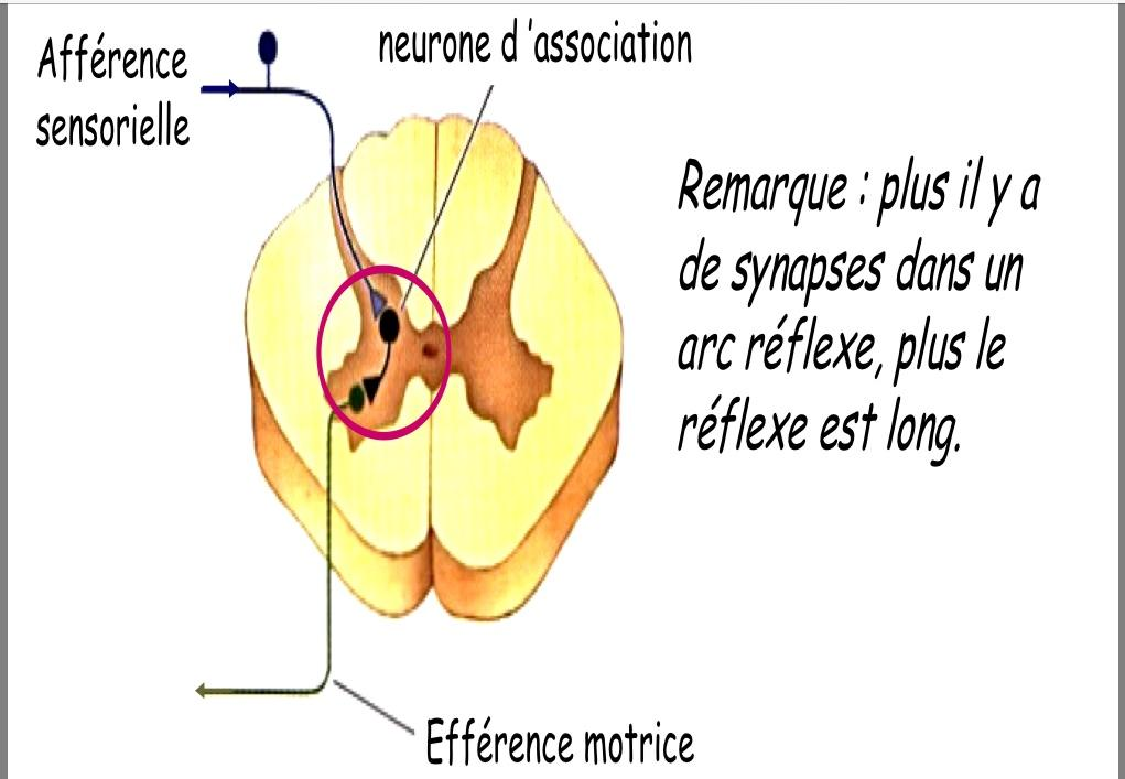 - polysynaptique s il existe un ou plusieurs neurones d association appelés aussi inter neurones entre afférences sensorielles