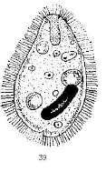 B. Balantidium coli I. Agent pathogène Protozoaire cilié, se nourrissant de bactéries. Réservoir : porc.