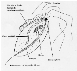 Pour résumer c est un trophozoïte qui n a pas de forme kystique, qui est assez grand, évoluant au niveau vaginal (et urétral), possédant plusieurs flagelles.