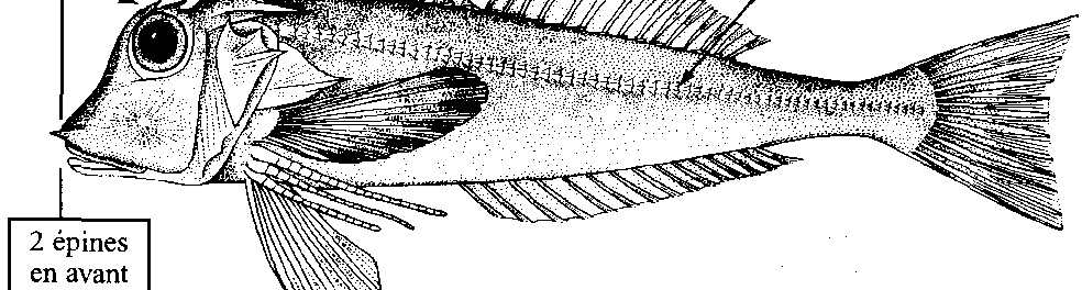 160 Lepidotrigla cavillone (Lacepède, 1801) (Planche XXVII, 183) Poissons osseux Noms FAO: Fr - Cavillone commun; Es - Cabete: An - Large-scaled gurnard. Taille max.