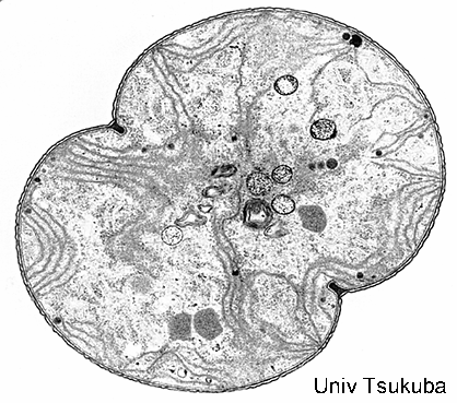 Organisation cellulaire Paroi Thylakoïdes : Nb ses couches de mb nes internes