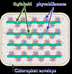 Chla et phycobilisomes