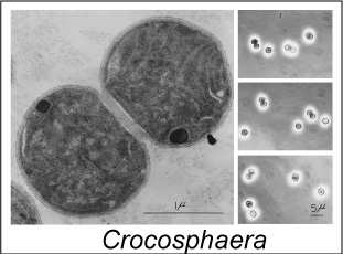 Synechococcus