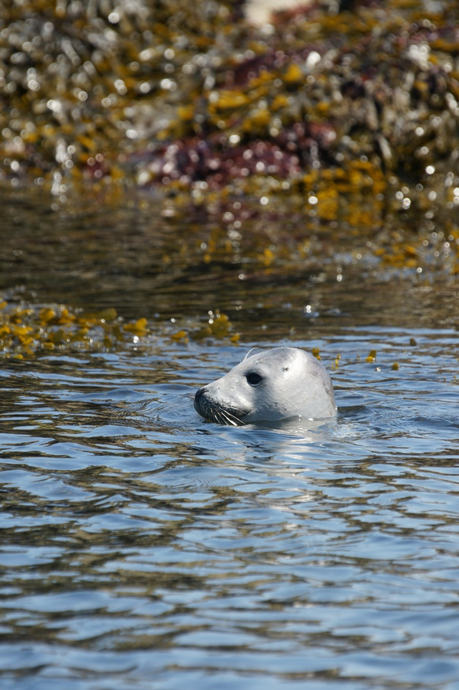 P A G E 4 Observations des pinnipèdes Répartition des phoques gris et veau-marins - 2013 En 2013, deux espèces de phoque ont été observées.