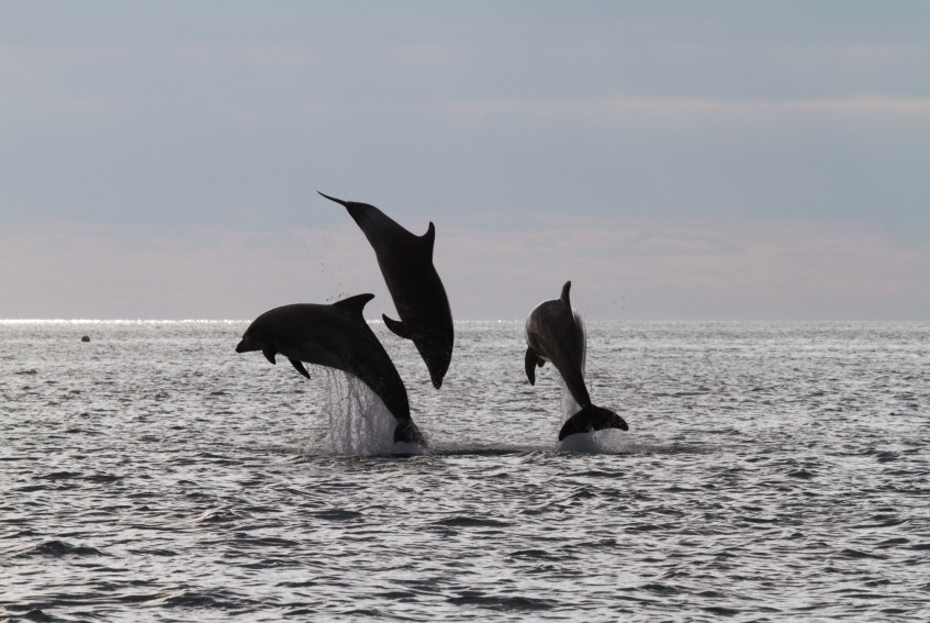 P A G E 5 Observations de cétacés Le grand dauphin Répartition des observations de grands dauphins - 2013 Les observations de grands dauphins sont toujours les plus nombreuses par rapport aux autres
