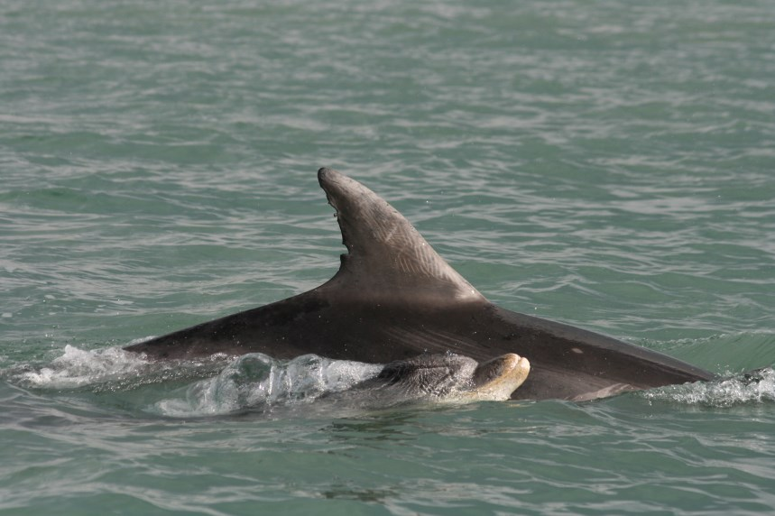 Le golfe normand-breton est un site privilégié pour le grand dauphin puisque celui-ci abrite une population sédentaire comptant entre 300 et 400 individus.