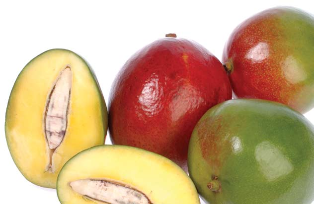 Le fruit La Mangue apporte au corps une grande quantité de betacarotène, qui a une grande action antioxydante et anti-radicaux libres et aide à prévenir l apparition de la cellulite.