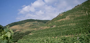 . LESVINS DE LA VALLEE DU RHONE La Vallée du Rhône est, en production de vins fins, le plus vaste vignoble de France après Bordeaux, avec ses 75 000 hectares de vigne.