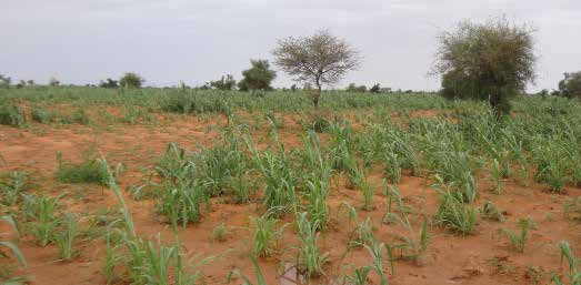 Sécurité alimentaire et nutritionnelle 2014 2015 dans le Sahel et en Afrique de l Ouest.